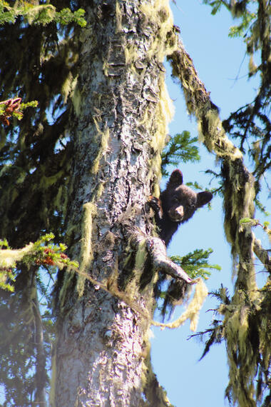 Cub in Tree