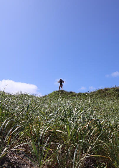 Grassy Dunes