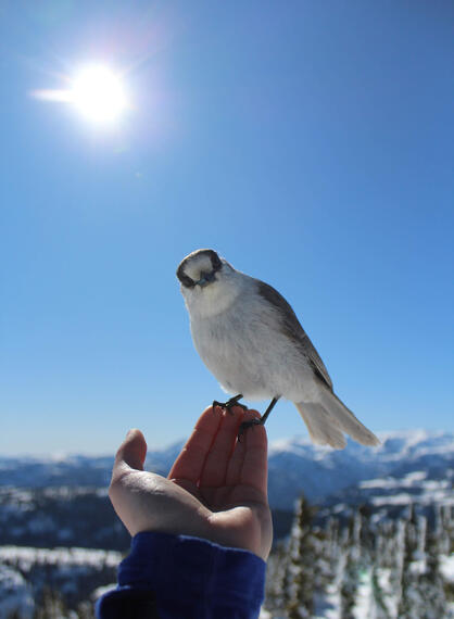 Peckish Feathered Friend