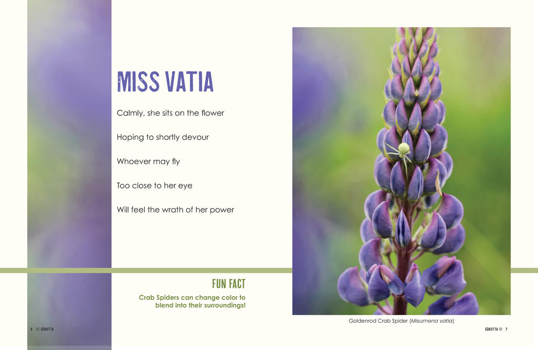 Miss Vatia